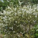Poncirus trifoliata P2D P29 (2)